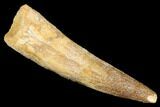 Spinosaurus Tooth - Real Dinosaur Tooth #176672-1